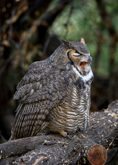 Perched Great Horned Owl