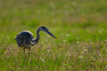 great Blue Heron