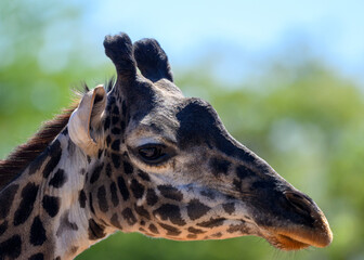 Portrait of a Giraffe