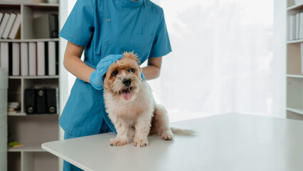 Veterinarian is working in animal hospital, A veterinarian is examining a dog to see what disease it is suffering from, The little dog was being examined by a veterinarian at a clinic.