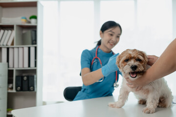 A dog is being given injections by a veterinarian at an animal hospital, A veterinarian prepares to vaccinate a dog in his private office at an animal hospital,