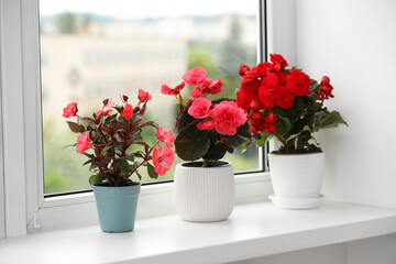 Different beautiful flowers in pots on windowsill indoors