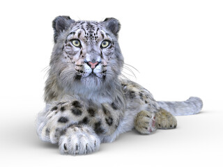 ユキヒョウ　3DCG レンダリング