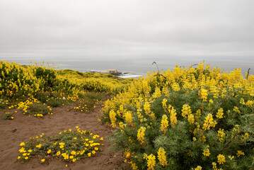 Seascape view from the Tomales Point Trail in Point Reyes National Seashore, Marin County, California, USA,  on a cloudy day at low tide, featuring lupinus and the tufted poppy, yellow flowers - 684021262