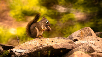 Brown Squirrel Eating A Nasty Pinecone