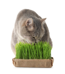 Cute cat eating fresh green grass isolated on white