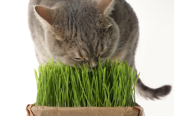 Cute cat eating fresh green grass on white background