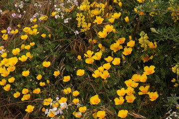 Tufted Poppy , Eschscholzia caespitosa , orange color  wildflowers and mustard in nature in California, Point Reyes National Seashore