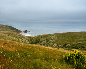 Seascape view from the Tomales Point Trail in Point Reyes National Seashore, Marin County, California, USA,  on a partly cloudy day at low tide, featuring  wildflowers and a rock  - 684021419