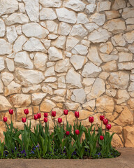 Red tulips and brick wall copy-space - 684021433