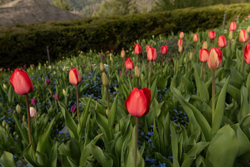 Red tulips blossoming in a garden in the spring - 684021442
