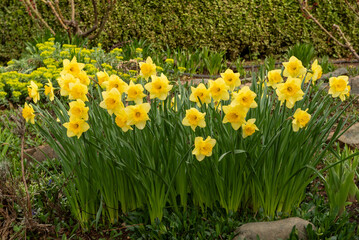 Daffodils growing in a garden with copy-space, yellow flowers, narcissus, the first to bloom in the spring  - 684021459