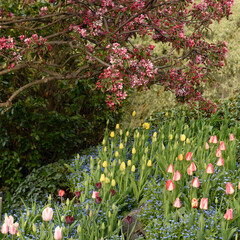 Assortment of colorul tulips in a garden - 684021460