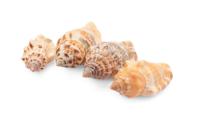 Beautiful seashells isolated on white. Beach objects