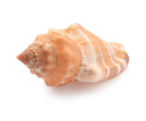 Beautiful seashell isolated on white. Beach object
