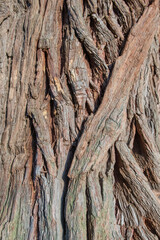 The bark of an Oak tree, Quercus sp- texture or backgrou - 684021493