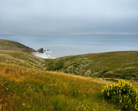 Seascape view from the Tomales Point Trail in Point Reyes National Seashore, Marin County, California, USA,  on a partly cloudy day at low tide, featuring  wildflowers and a rock 