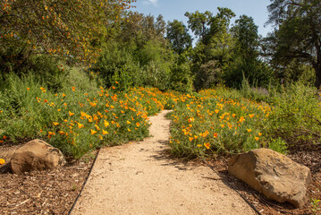 Califoria poppy, Eschscholzia californica, at the UC Davis arboretum in the spring, on a sunny, blue sky day with no clouds, typical of Central California, along a pedestrian pathway - 684021618