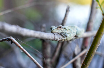 Gray tree frog on a branch above a Massachusetts vernal pool