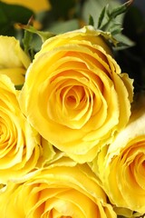 Beautiful bouquet of yellow roses, closeup view