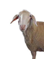 Cute sheep isolated on white. Farm animal
