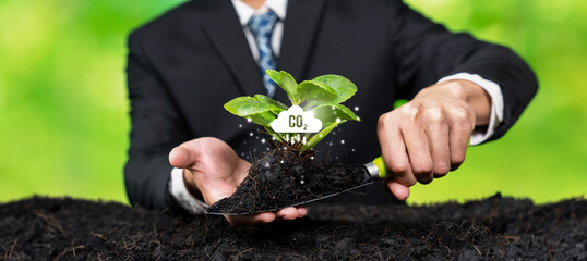 Business investment in reforestation, businessman growing young seedling plant on soil as ESG...