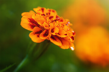One marigold in focus and several flowers blurred as bokeh. Flower with drops of water.