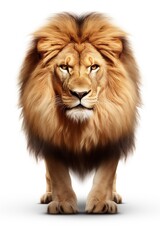 Fototapeta premium Powerful lion standing and staring confidently, isolated on white background