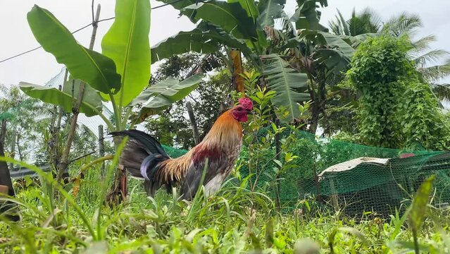 A big beautiful rooster crows loudly. Close-up portrait
