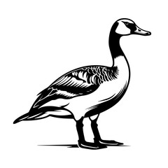 Canadian Goose - obrazy, fototapety, plakaty
