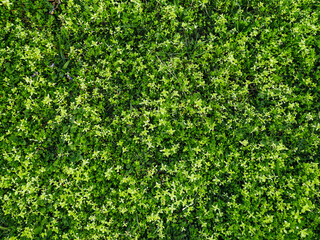 Fototapeta na wymiar Green spring grass carpeted the ground. Natural background, copy space. Leaf texture.