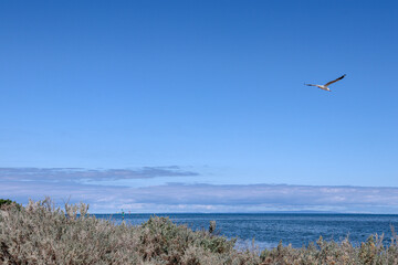 view of the beach with seagull in the air above the sea