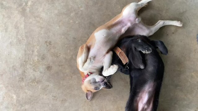 Two dogs play and bite each other on the floor