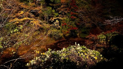 千葉県大多喜町養老渓谷　秋の夜の粟又の滝付近の紅葉
