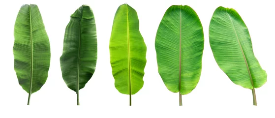 Poster Isolated collection banana leaf on white background © zhokaen