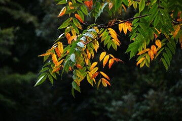 Japanese wax tree autumn leaves. This tree has been cultivated since ancient times to extract wax...