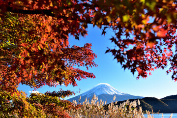 絶景紅葉と富士（快晴の河口湖畔から臨む）