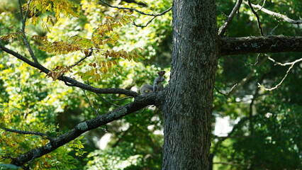 Fototapeta premium One little squirrel climbing on the tree