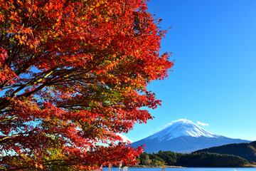 絶景紅葉と富士（快晴の河口湖畔から臨む）