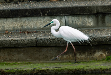 Green Eyed Egret