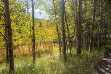 Grove of aspen trees in fall on the Medano Pass primitive road in the Sangre De Cristo range of the Rock Mountains in Colorado United States