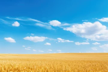 Foto op Canvas a field of wheat under a blue sky © sam