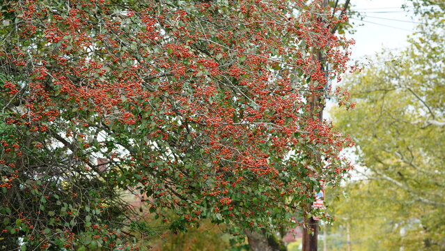 The autumn view with the full of red fruits on the tree