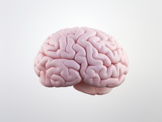 a pink brain with a white background