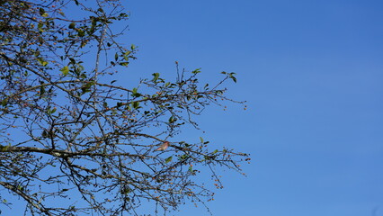 The autumn view with the full of red fruits on the tree