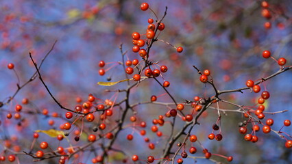 The autumn view with the full of red fruits on the tree