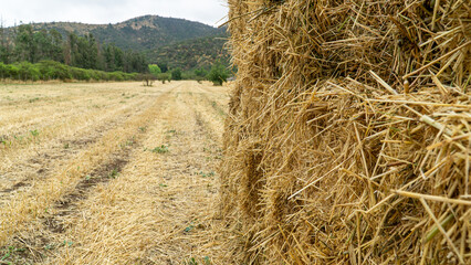 Texture of wheat bales in a field as a background.