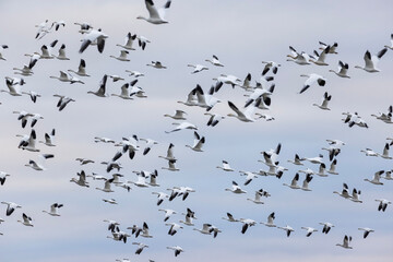 Snow goose (Anser caerulescens) autumn migration in Quebec, Canada