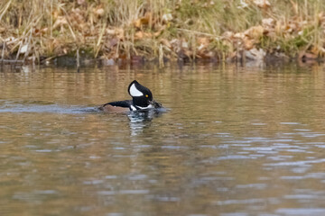 Hooded merganser (Lophodytes cucullatus) fishing in autumn