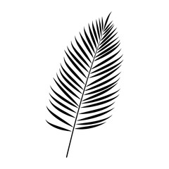 A Palm Tree Leaf Silhouette vector isolated on a white background